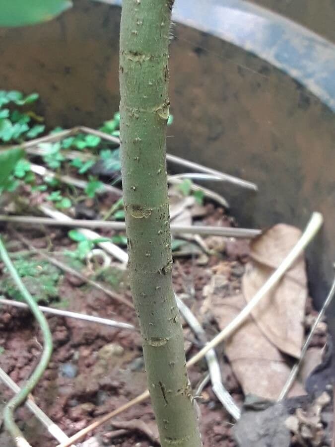 Cordia nodosa 16