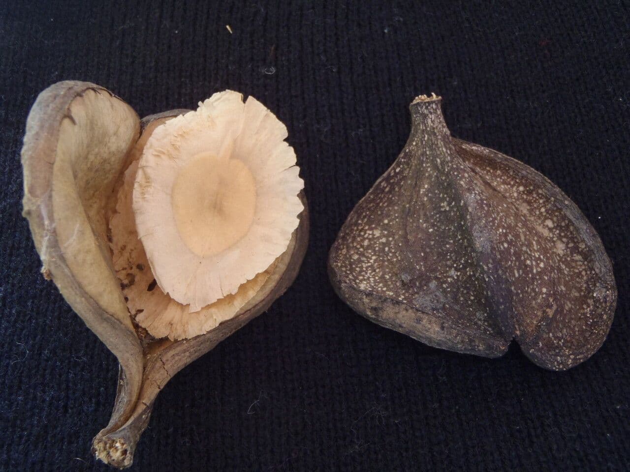 Aspidosperma 2
