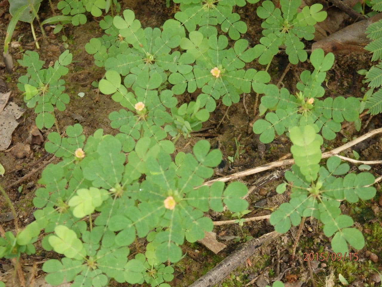 Biophytum umbraculum