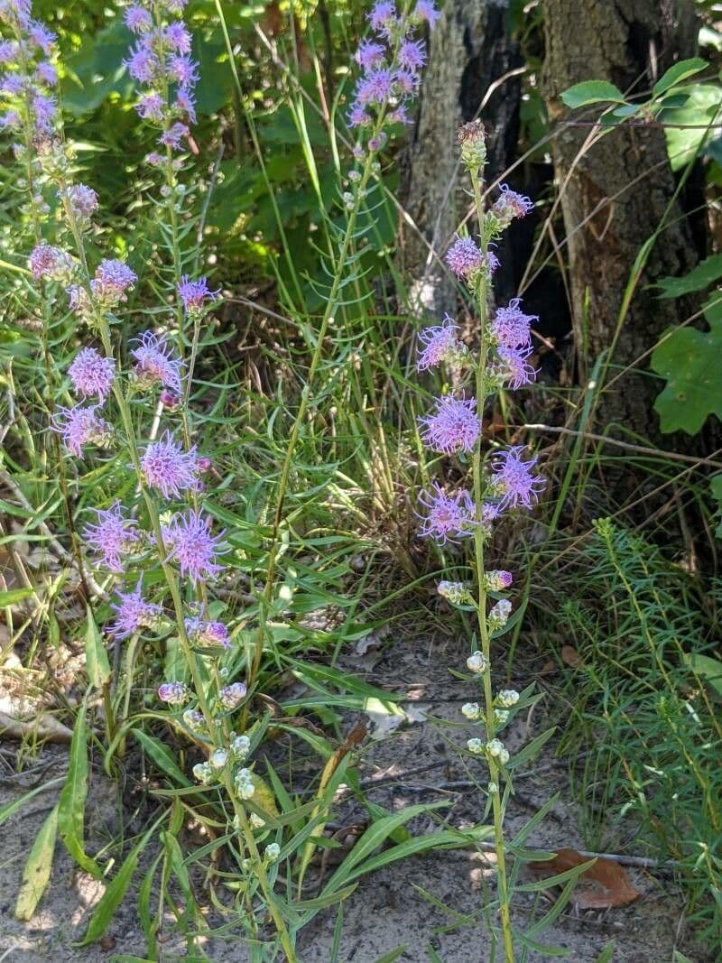 Liatris aspra 6