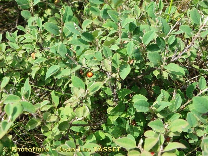Cotoneaster 6