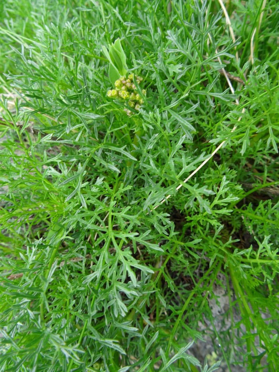 Adonisblättriges Greiskraut 20