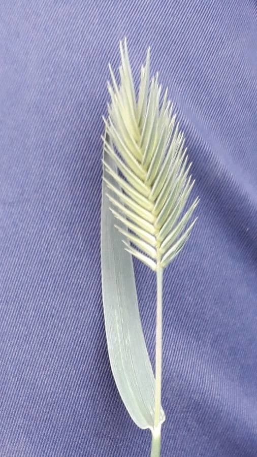 Grano farro