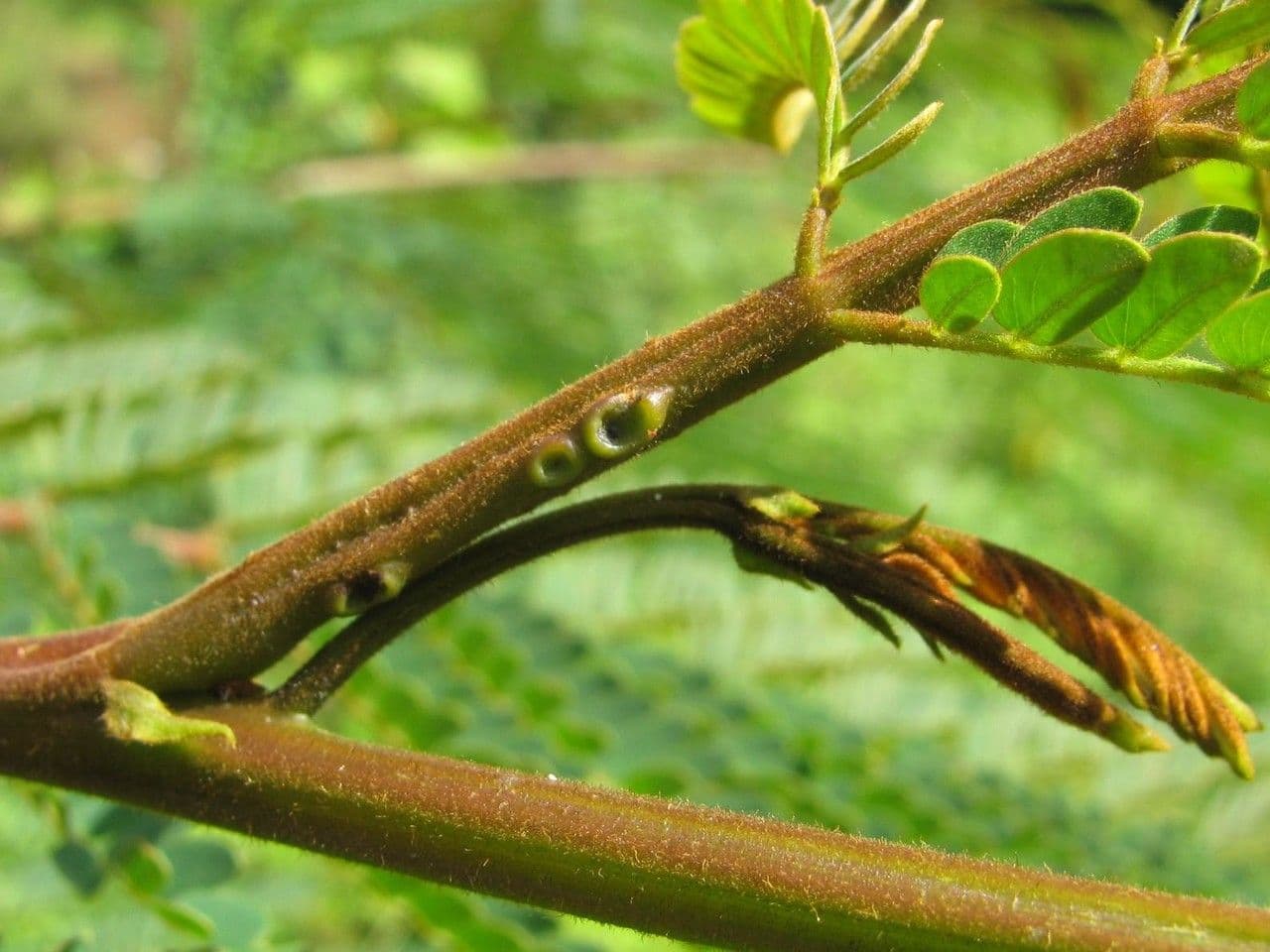 Albizia carbonaria 24