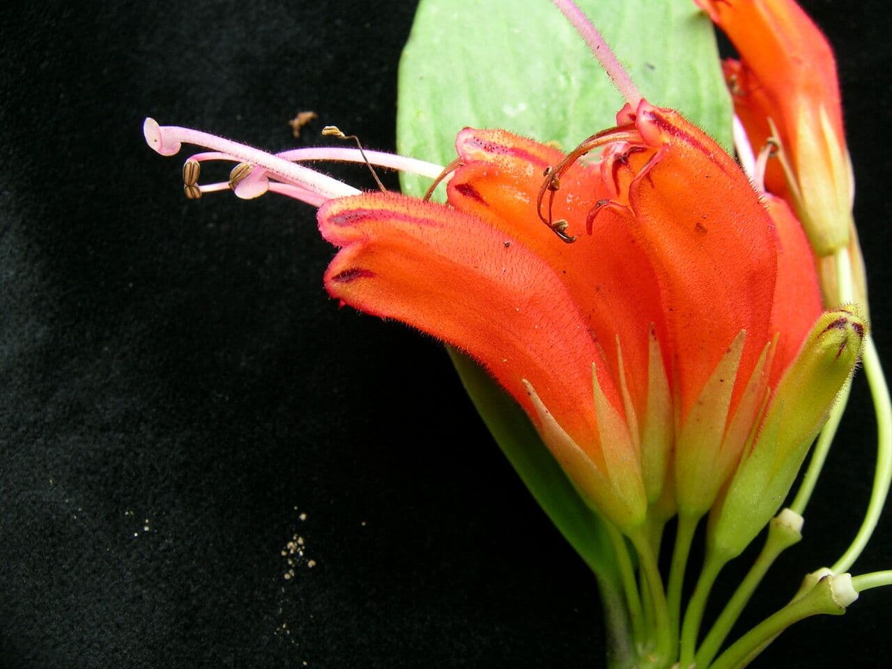 Kleinblütige Lippenstiftblume 5