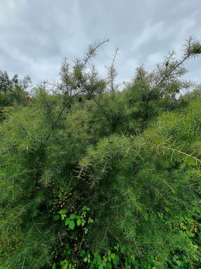 Hakea sericea 11