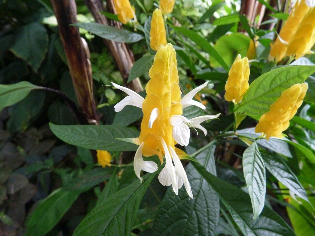 Pachystachys 24