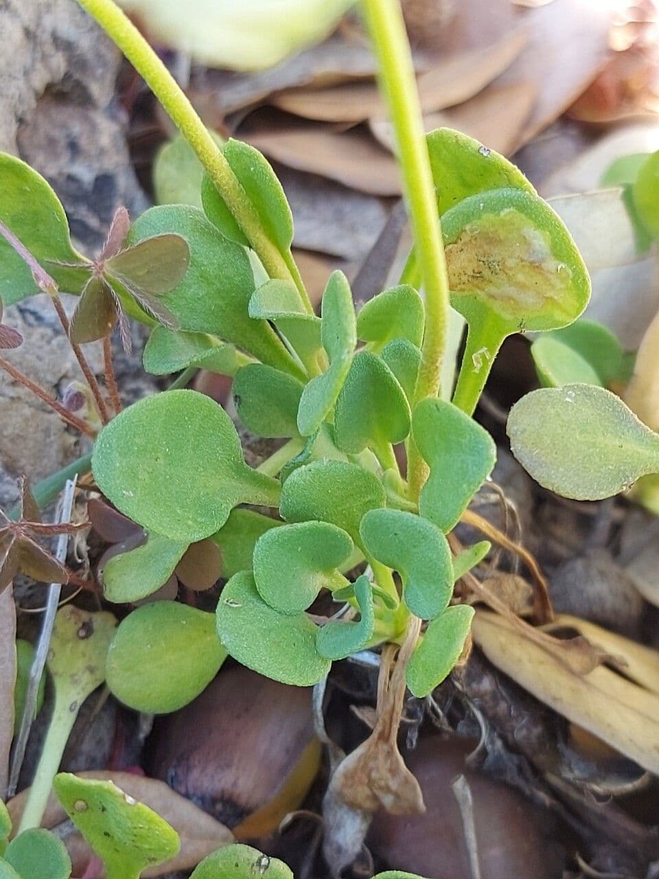 Dickblättriges Gänseblümchen 9