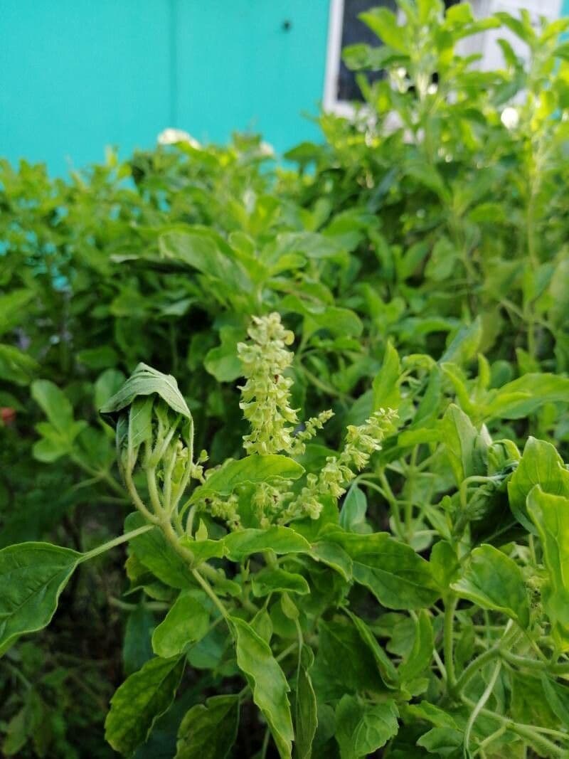 Basilico sacro 4