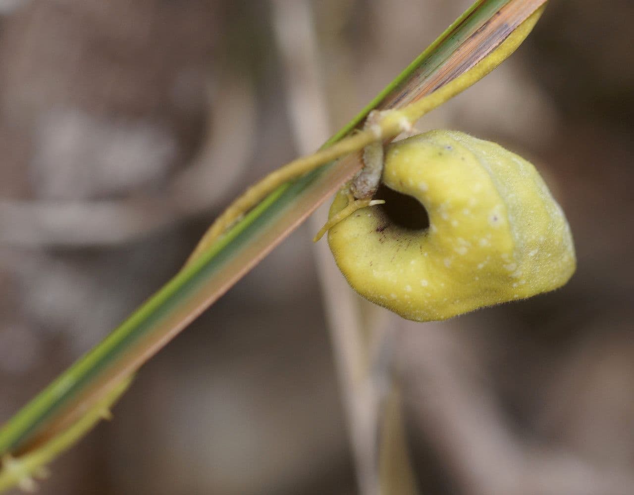 Dischidia 8