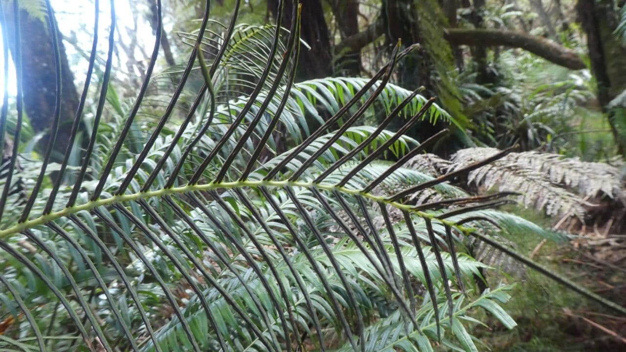 Blechnum attenuatum