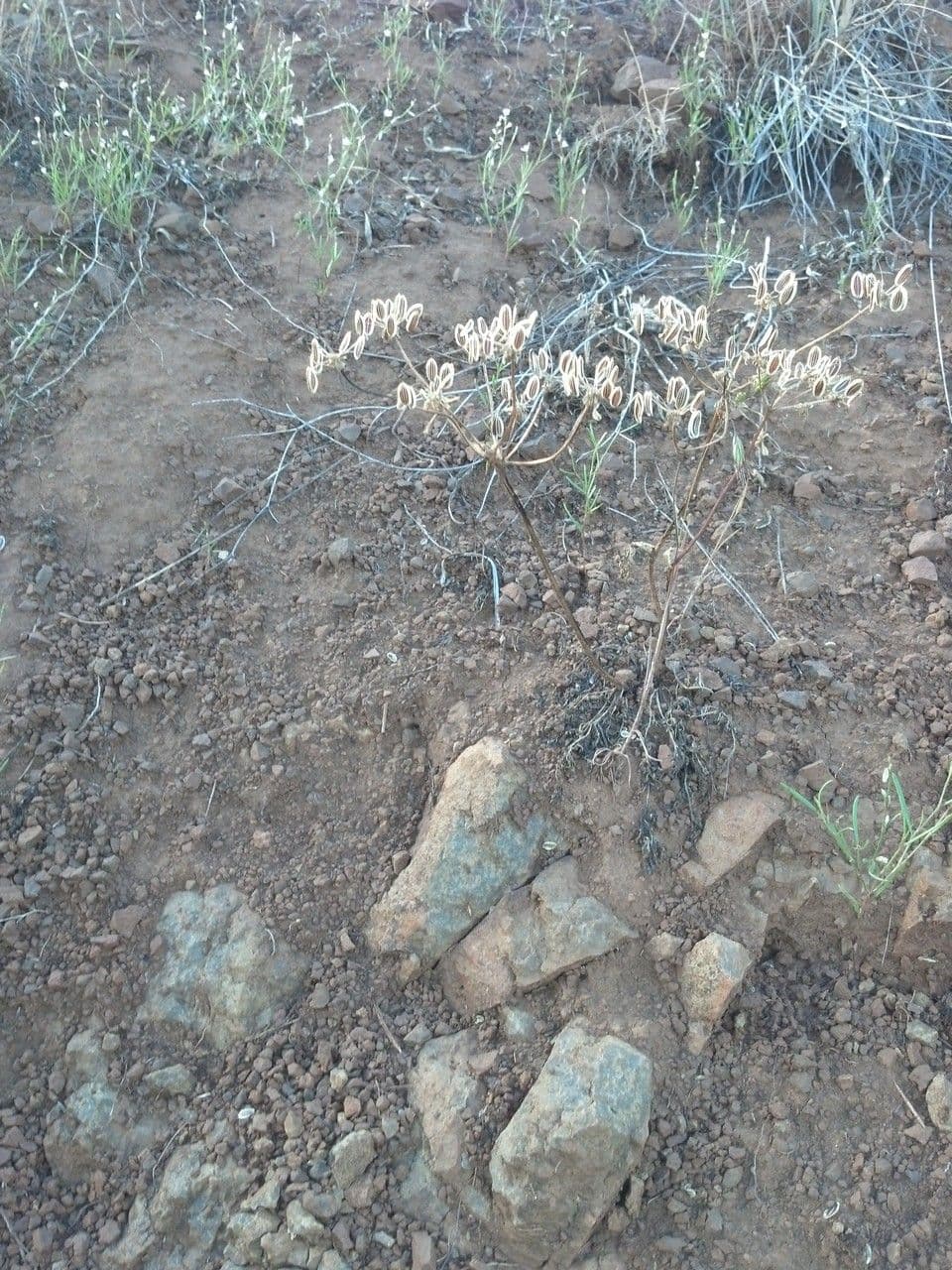 Lomatium 9