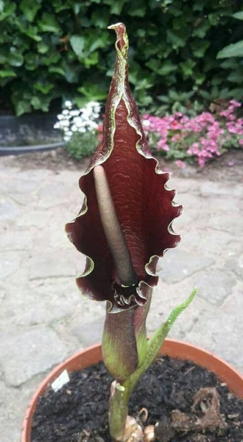 Sauromatum