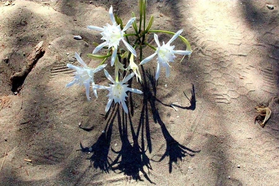 Pankracjum nadmorskie 6