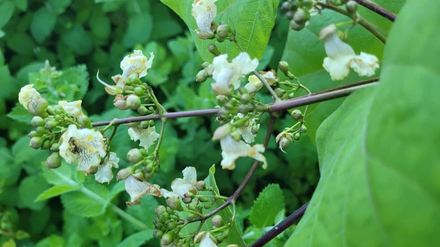 Katalpa vajcovitolistá 8