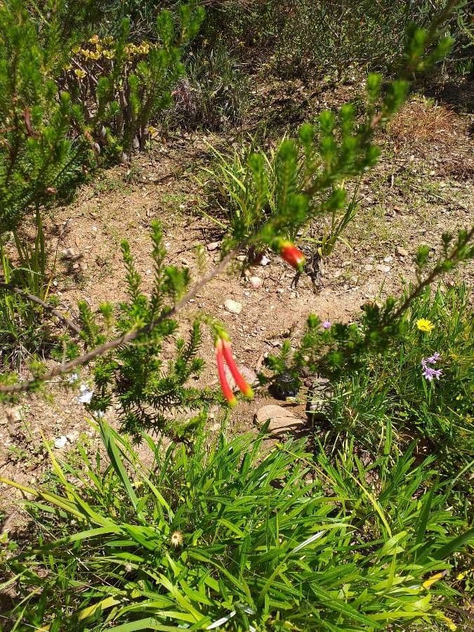 Erica multicolore 5
