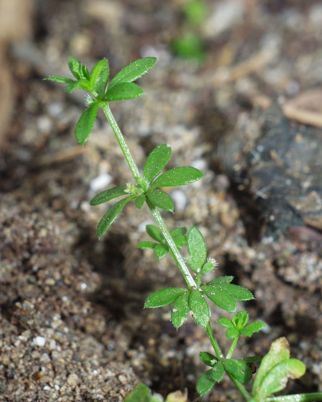 Galium murale 12