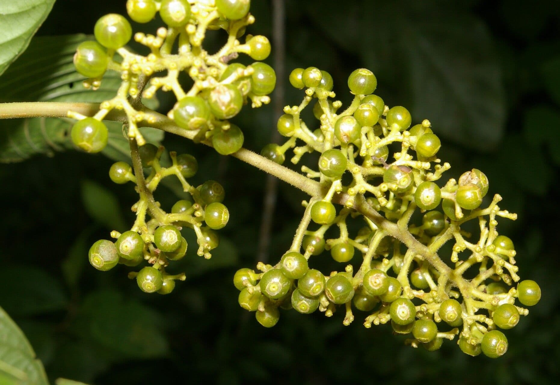 Palicourea 10