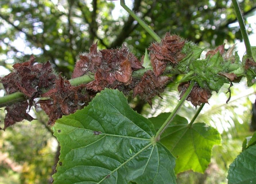 Malachra