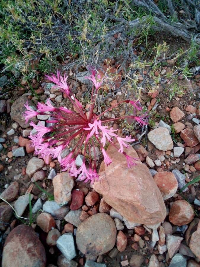 Ammocharis 3