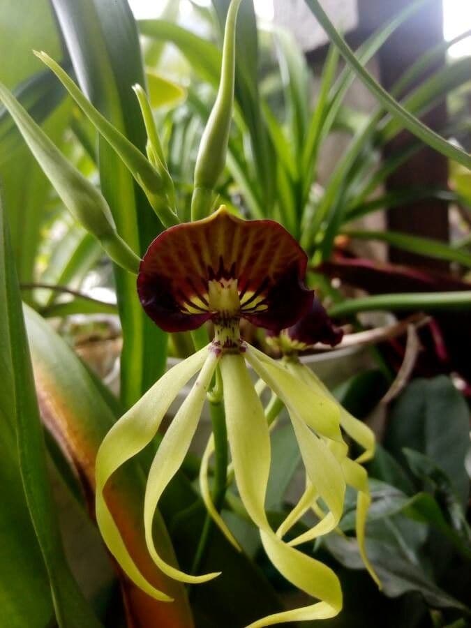 Orchidea conchiglia