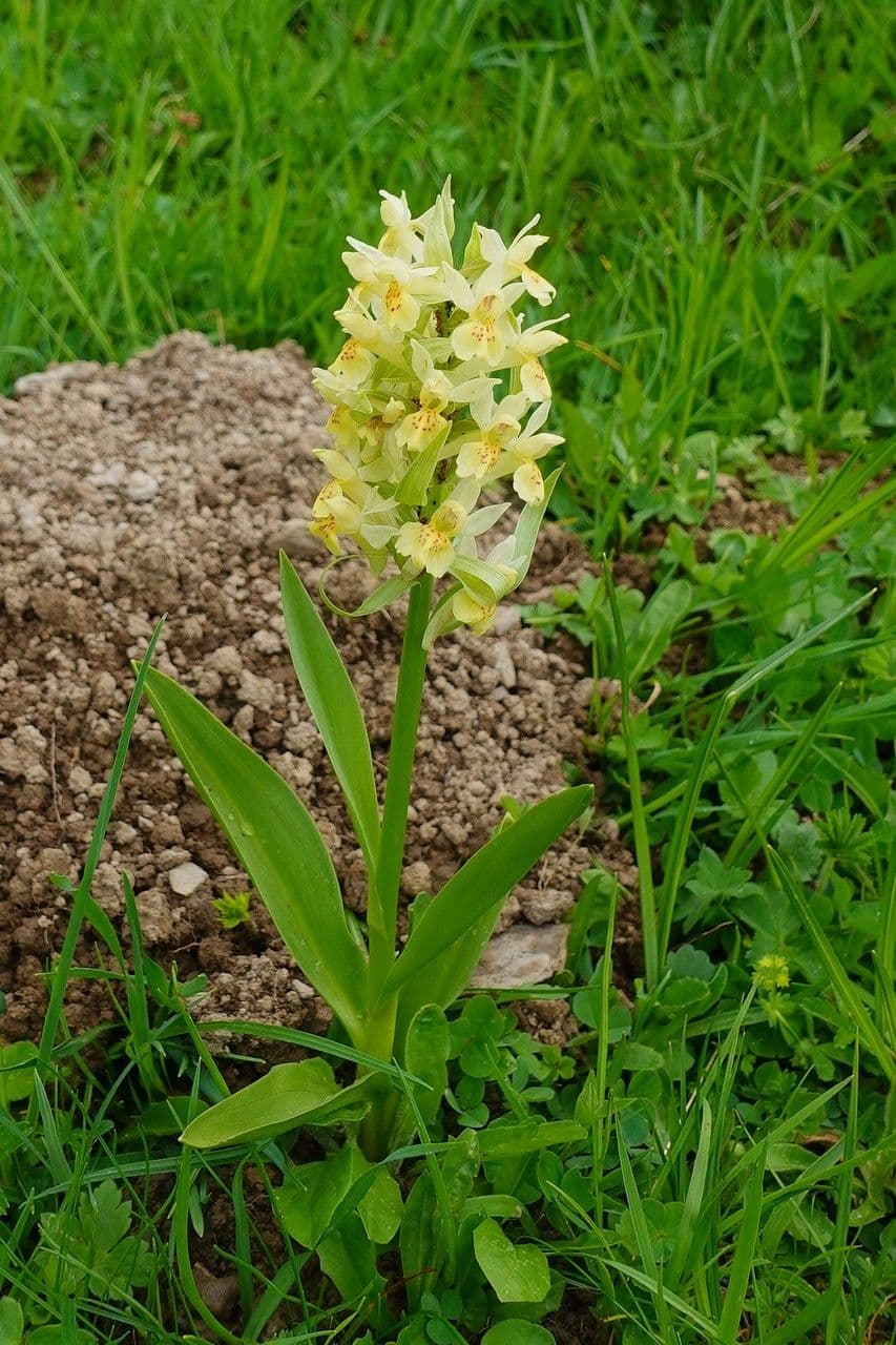 Orchidea sambucina 14