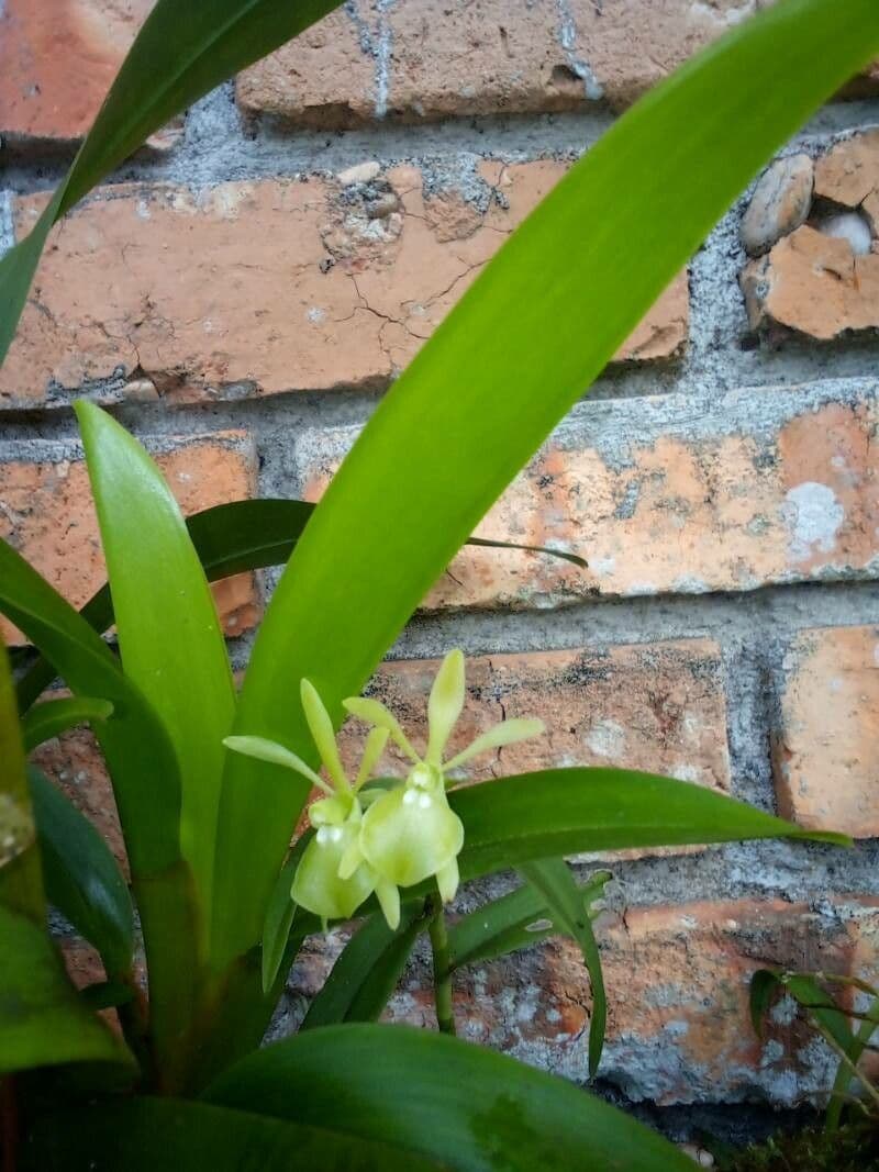 Epidendrum