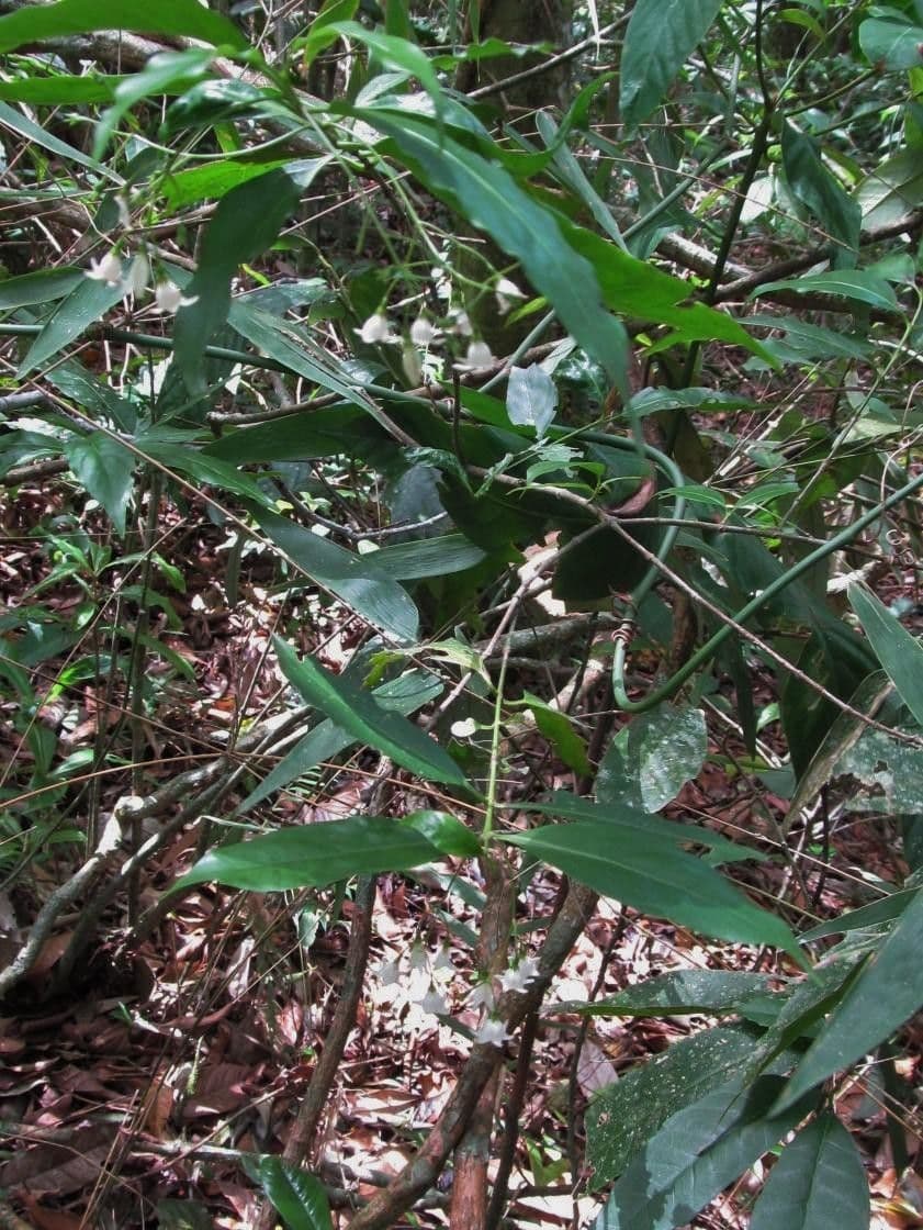 Chiococca alba 11