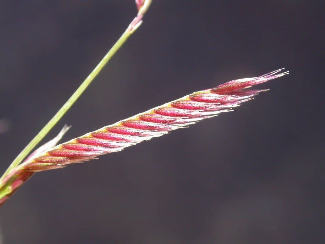 Chondrosum