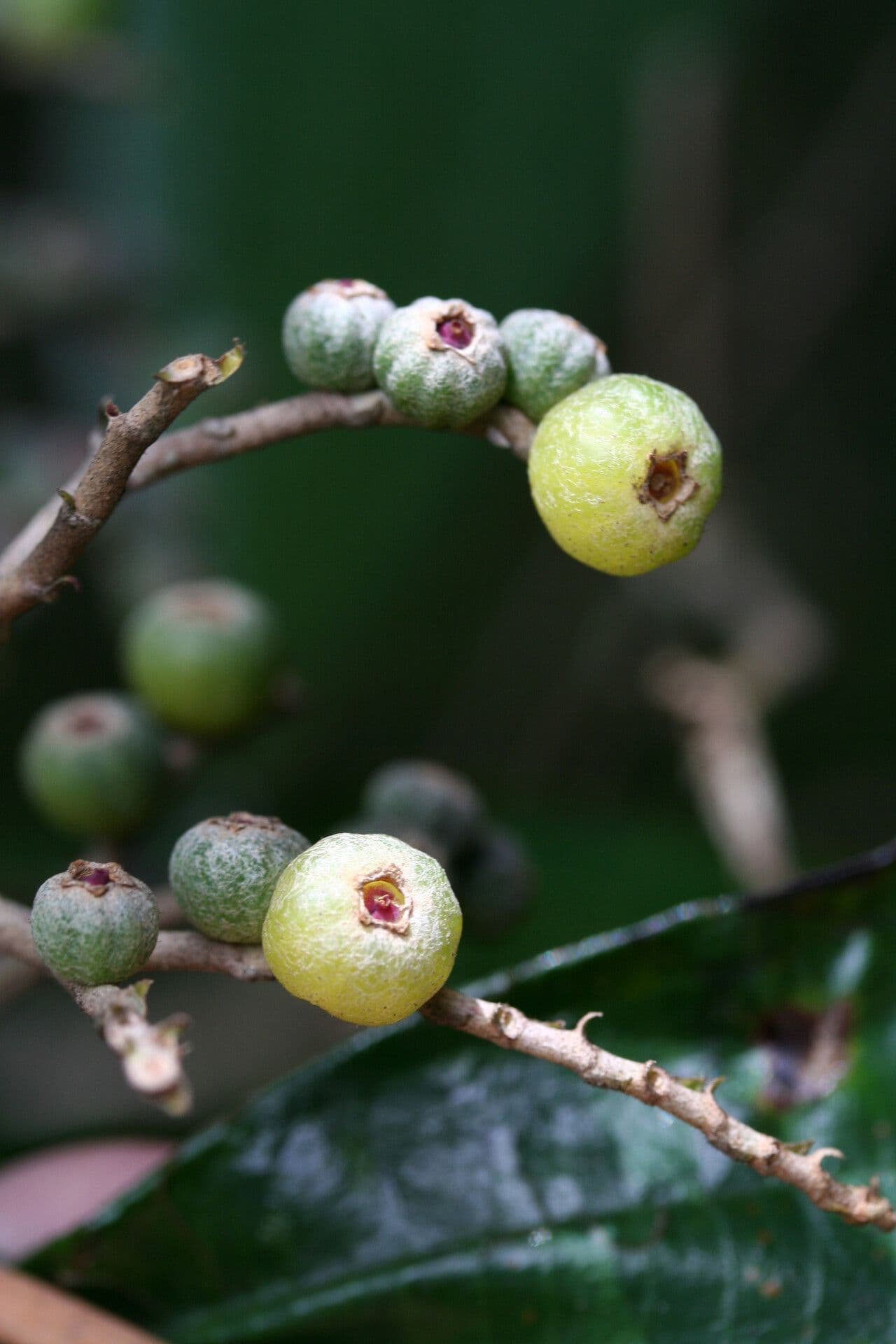 Miconia 4