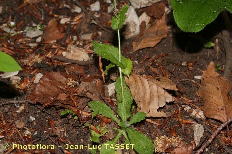 Arabis nova 13