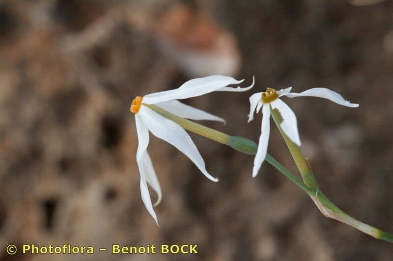 Narcisse d'automne 19