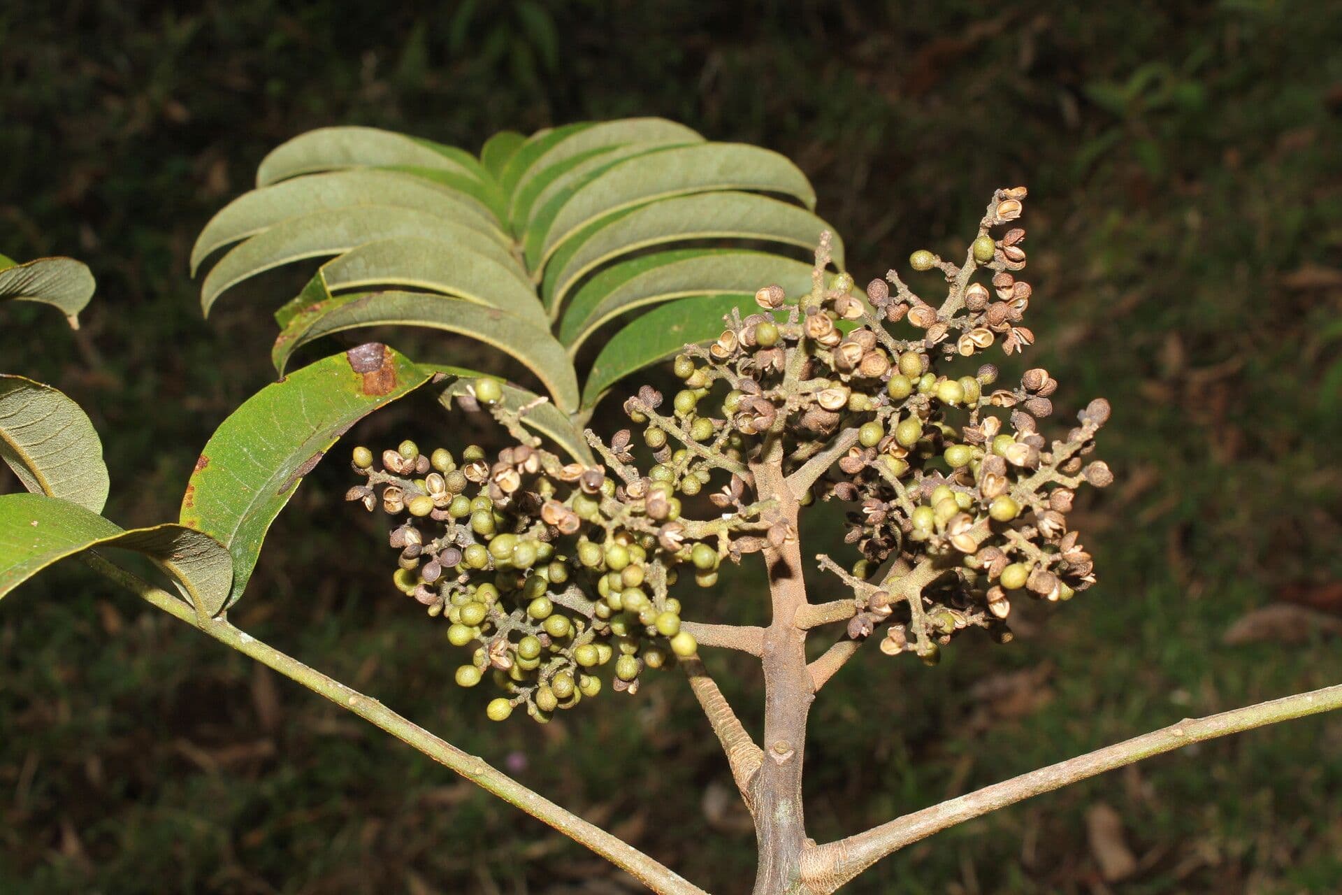 Zanthoxylum 7