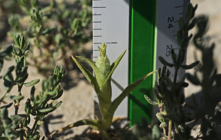 Neostapfia 12