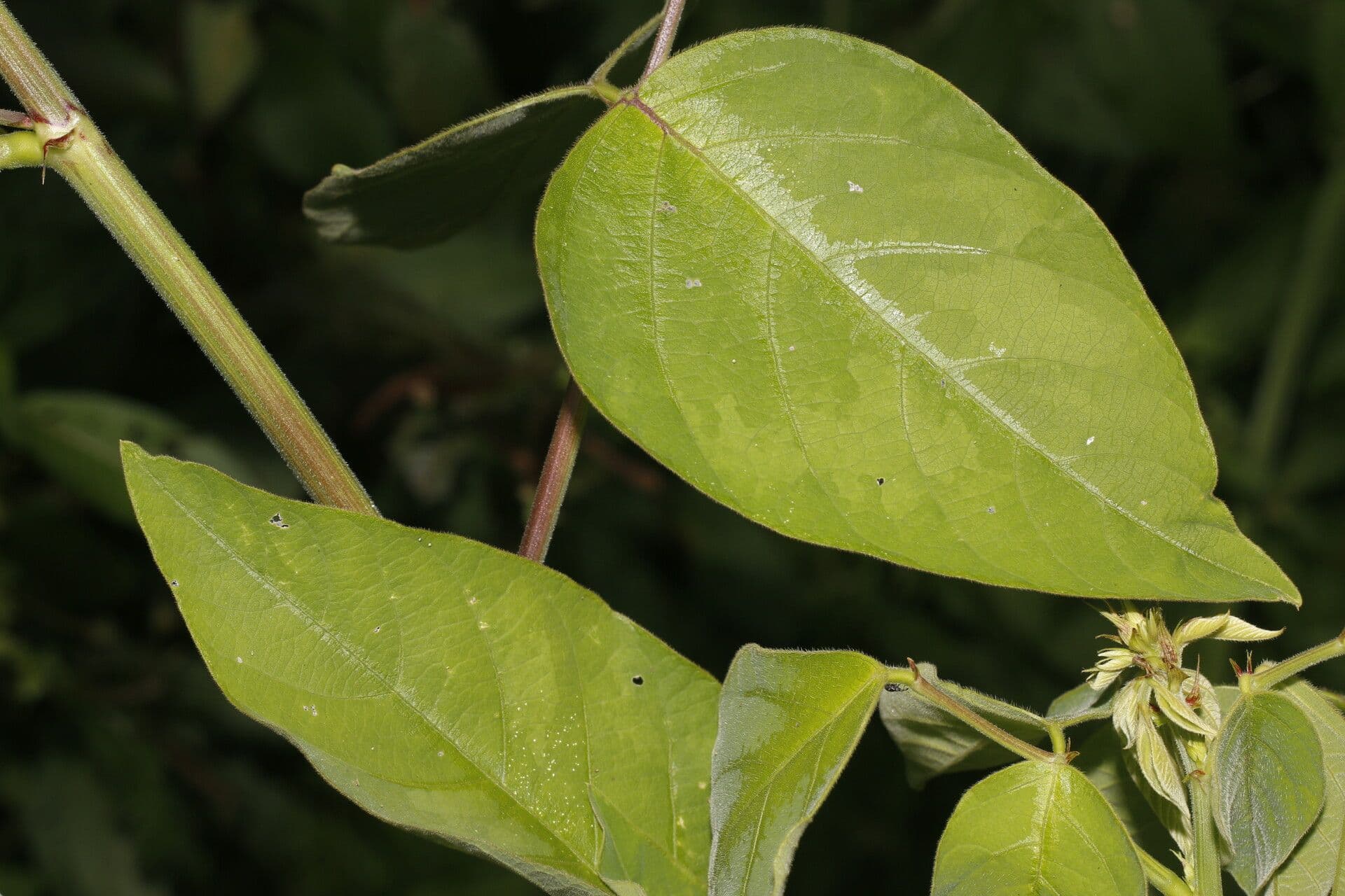 Desmodium distortum 10