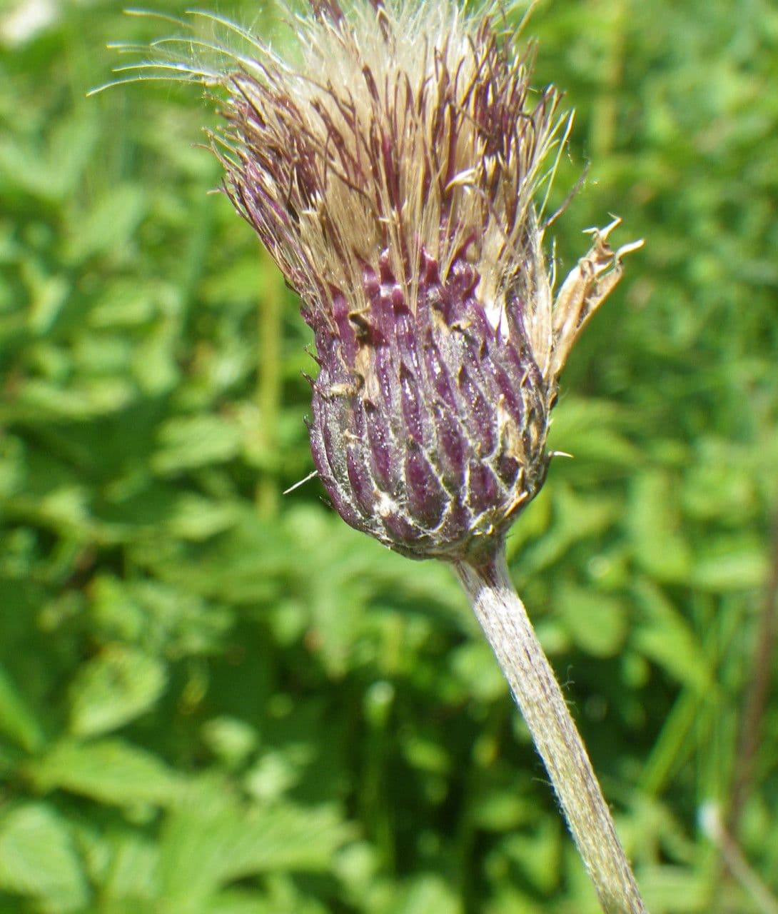 Cirsio dei rivi 3
