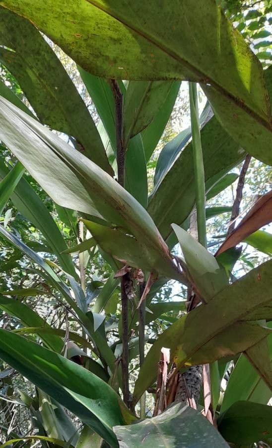 Hedychium coronarium 30