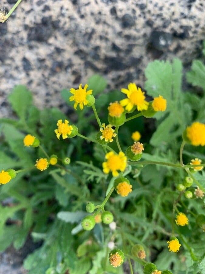 Senecio 4