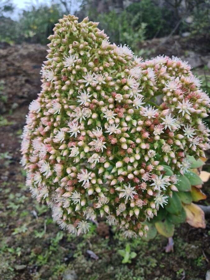 Aeonium 6