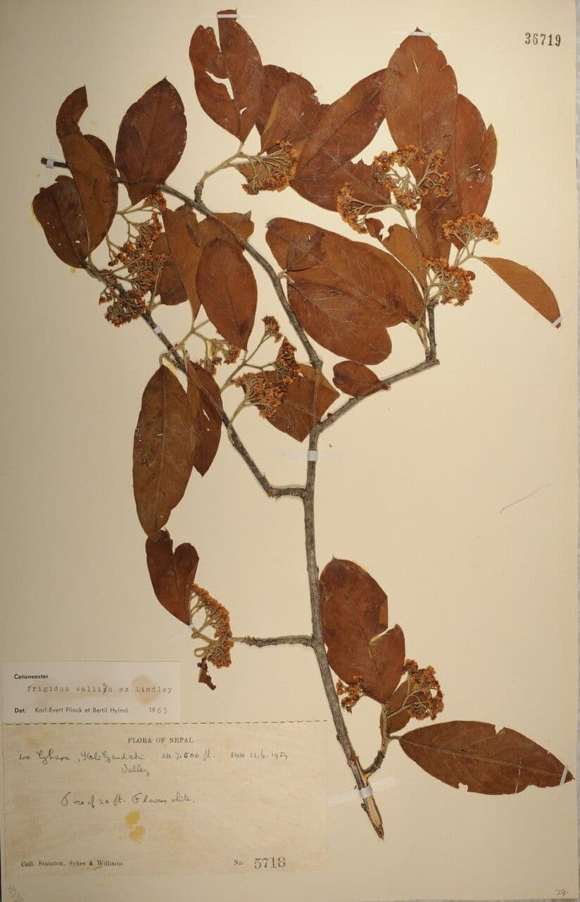 Cotoneaster 29