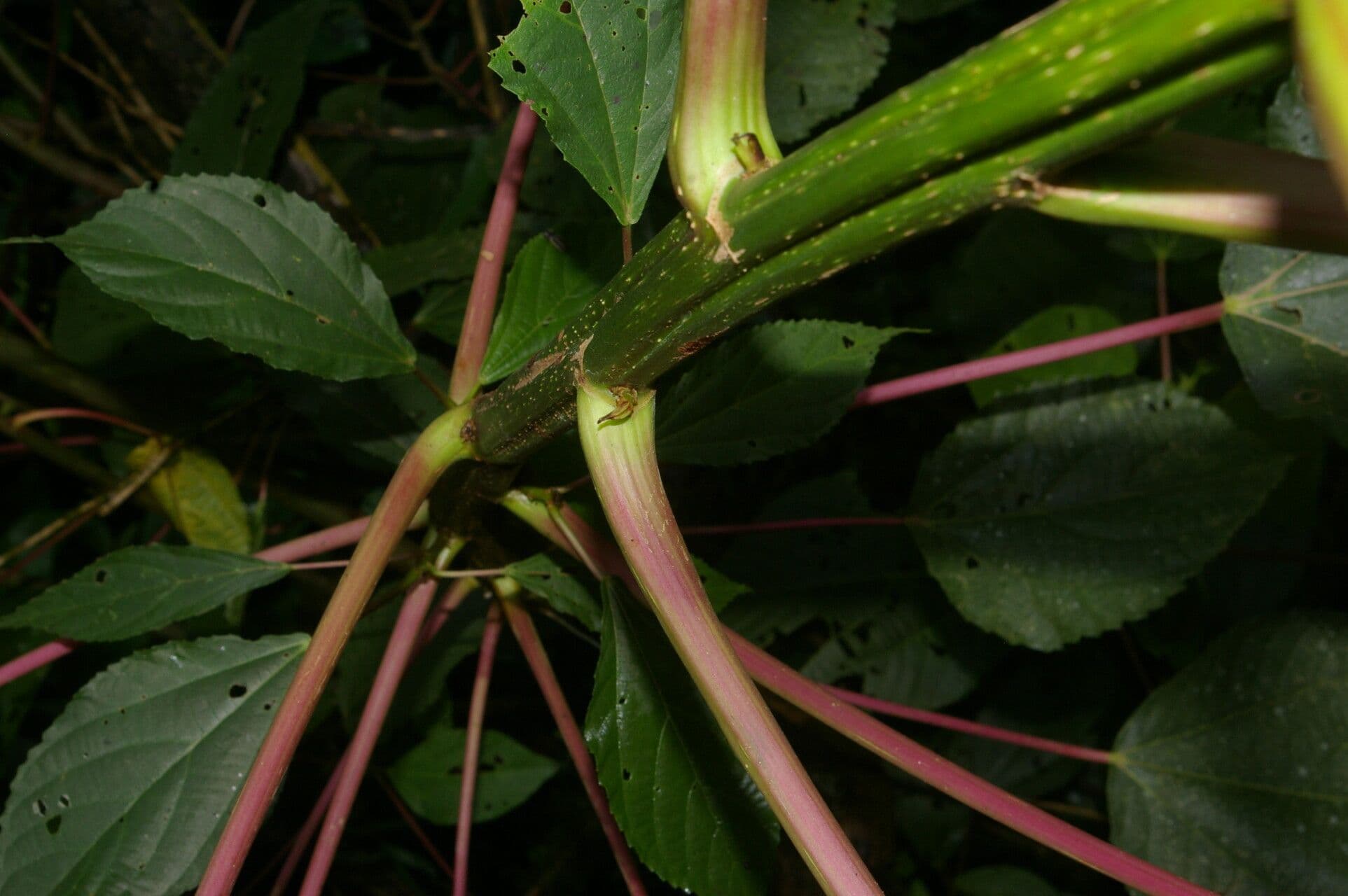 Urera