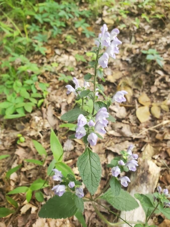 Alabama-Glockenblume