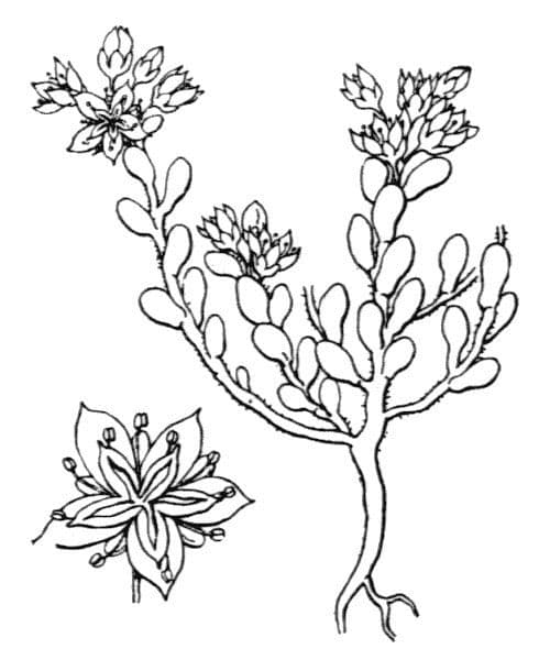Scharfer Steinbrech 24