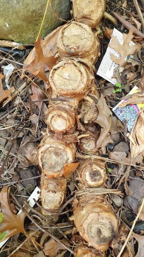 Zázvorník gardnerov 29