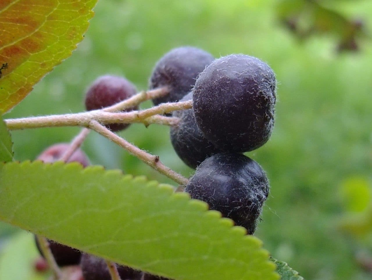 Aronia nera 5