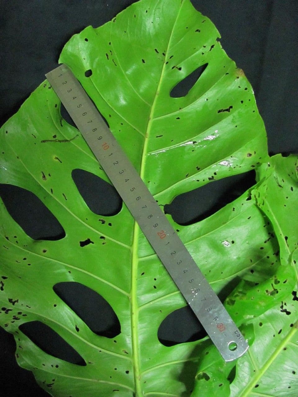 Monstera 2