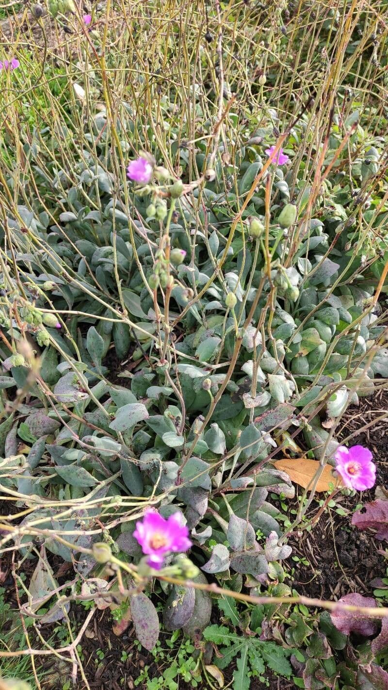 Cistanthe grandiflora 14