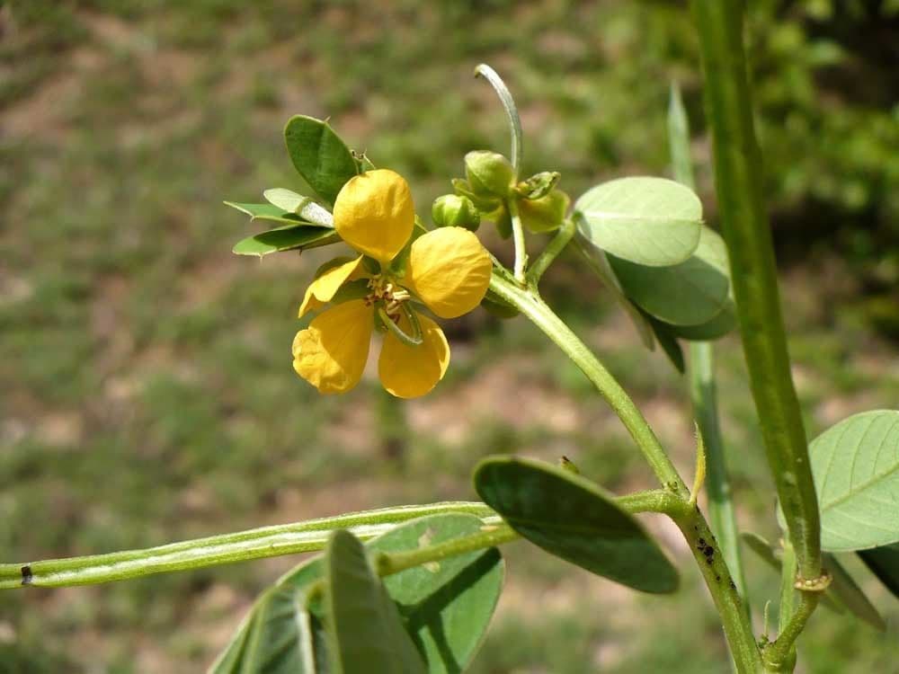 American sicklepod 6