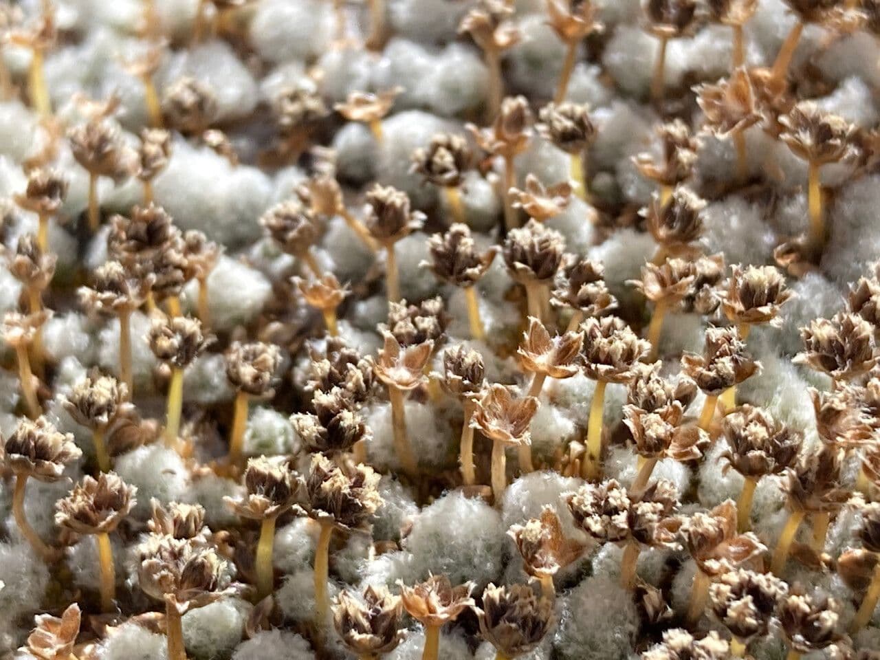 Paepalanthus 2