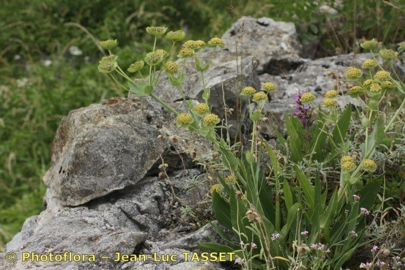 Bupleurum angulosum 8